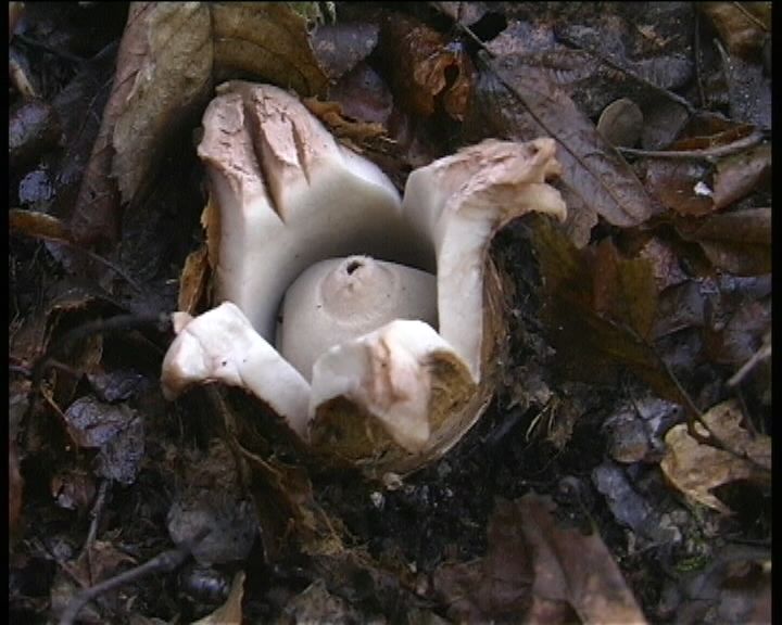 Geastrum  triplex   Junghuhn